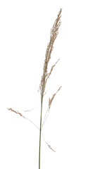 Cane, reed seeds isolated on white background, clipping path © dule964