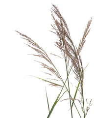 Cane, reed seeds, green grass isolated on white, clipping path