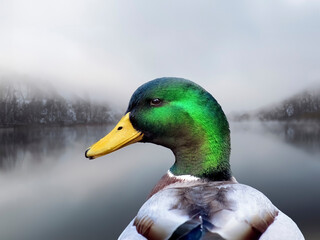 A male duck at the lake in the winter