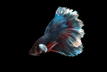 Siamese betta fighting fish on a b lack background