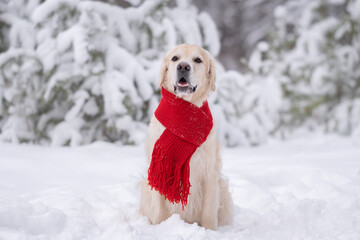 Cute dog in a red scarf walking in the winter forest. A golden retriever sits against the background of snow-covered trees in a park.