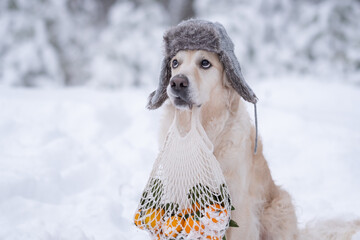A golden retriever sitting in a snowy forest wearing an earflap and holding a bag with tangerines...