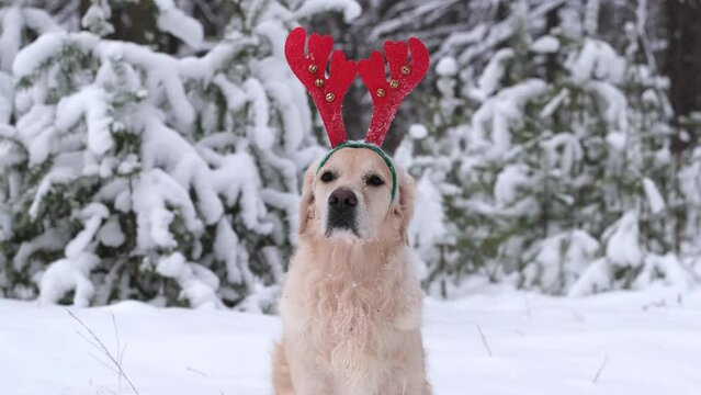 A cute golden retriever sits in a snowy forest wearing red antlers. Christmas dog walking in a winter park. A pet in a costume for Christmas.