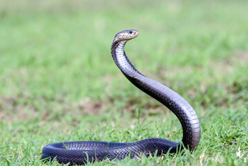 Angry cobra on a grassland