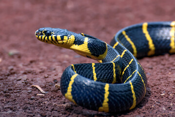 The gold-ringed cat snake ready to attack