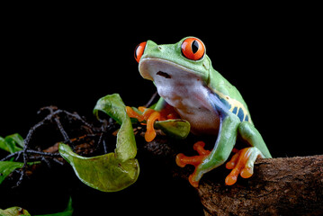 Red-eyed tree frog climbing on a woodbind