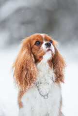 Beautiful Blenheim Cavalier King Charles Spaniel portrait outdoor in the snow, winter mood and blurred background