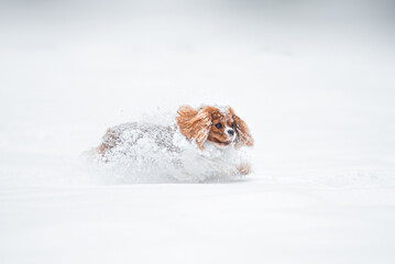 
Beautiful Blenheim Cavalier King Charles Spaniel playing outdoor in the snow, winter mood and blurred background