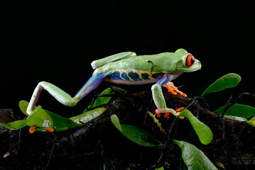 Red-eyed tree frog climbing on a woodbind