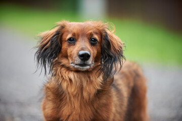 Red long-haired dachshund in the village in summer