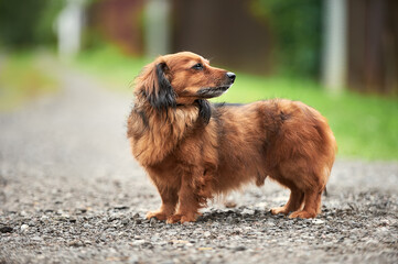 Red long-haired dachshund in the village in summer