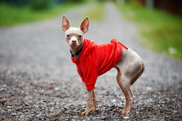 blue toy terrier in a red jacket