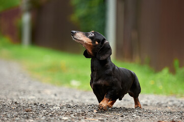 black and tan smooth-haired dachshund beautiful photo