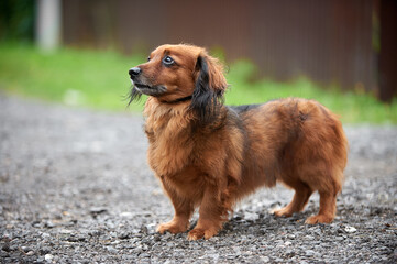 Red long-haired dachshund in the village in summer