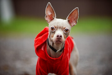blue toy terrier in a red jacket