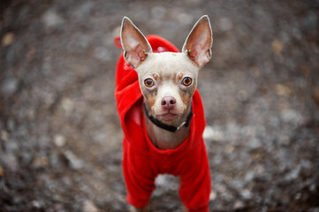 blue toy terrier in a red jacket