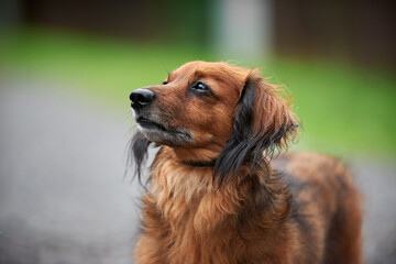 Red long-haired dachshund in the village in summer