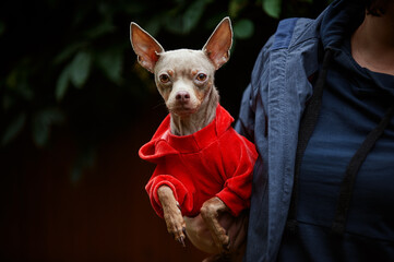 blue toy terrier in a red jacket