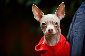 blue toy terrier in a red jacket