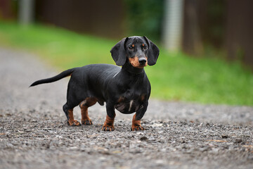 black and tan smooth-haired dachshund beautiful photo