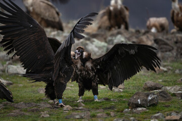 Reintroducing cinereous vulture in Rhodope mountains. Black vulture on the top of Bulgaria...