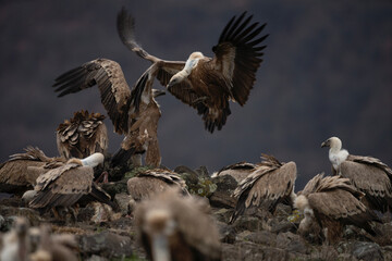 Griffon vulture in Rhodope mountains. Gyps fulvus on the top of Bulgaria mountains. Ornithology...