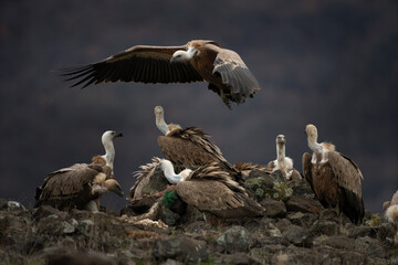 Griffon vulture in Rhodope mountains. Gyps fulvus on the top of Bulgaria mountains. Ornithology during winter time. Huge brown bird with white neck. Flying vulter in the mountains.