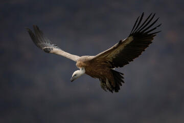 Fototapeta premium Griffon vulture in Rhodope mountains. Gyps fulvus on the top of Bulgaria mountains. Ornithology during winter time. Huge brown bird with white neck. Flying vulter in the mountains.