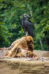 Black vulture in Drake bay (Costa Rica)