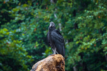 Black vulture in Drake bay (Costa Rica)