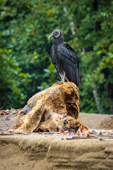 Black vulture in Drake bay (Costa Rica)