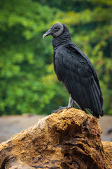 Black vulture in Drake bay (Costa Rica)