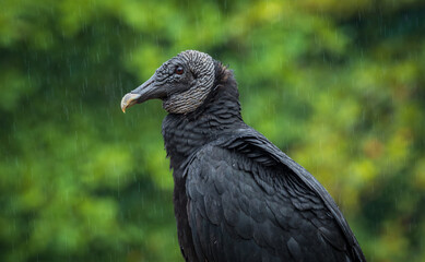 Black vulture in Drake bay (Costa Rica)