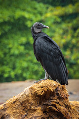 Black vulture in Drake bay (Costa Rica)