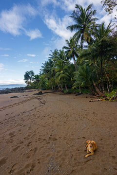 Beach and forest of Drake bay (Costa Rica)
