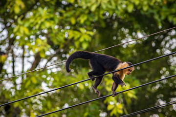Capuchin monkey in Drake bay (Costa Rica)