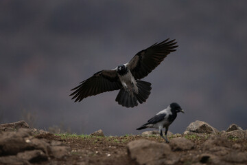 Hooded crow in Rhodope mountains. Scald crow in the rockies mountains during winter. Crow with gray belly and black head.	Hooded crow is landing on the ground. 