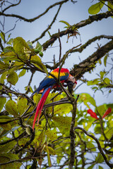 Beautiful red parrot in Drake bay (Costa Rica)