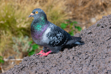 Obraz premium Belleza común 