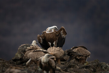Griffon vulture in Rhodope mountains. Gyps fulvus on the top of Bulgaria mountains. Ornithology during winter time. Huge brown bird with white neck. Vultures are fighting between yourself.