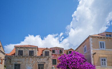 Fototapeta premium Bright pink bougainvillea bush blooming by the yellow facades in Cavtat village, Croatia on sunny summer day 
