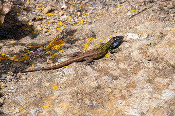 Lagarto canario al sol 