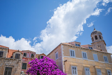 Bright pink bougainvillea bush blooming by the yellow facades in Cavtat village, Croatia on sunny summer day
