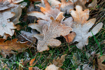 Hoja de Invierno 