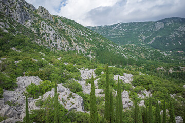 View from Sokol fortress, Croatia, to cliffs grown with green cupressus
