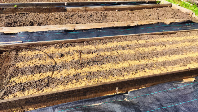 Planted rows of carrot or other plant seeds sprinkled with sawdust. Beds with even rows on an early spring day