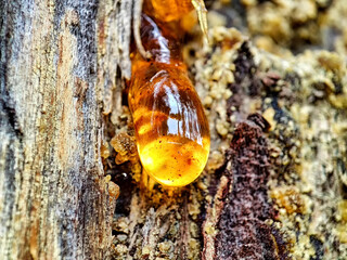 Macro of resin on a tree trunk. Gum on a bar wound to stop the lymph from escaping. A beautiful amber drop on the bark of a tree