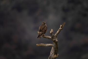 Common buzzard in Rhodope mountains. Buteo buteo in the rockies mountains during winter. Common brown buzzard near the prey.	