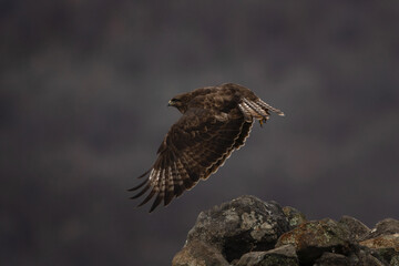 Common buzzard in Rhodope mountains. Buteo buteo in the rockies mountains during winter. Common brown buzzard near the prey.	