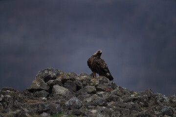 Golden eagle in Rhodope mountains. Aquila chrysaetos in the rockies mountains during winter. King of the sky is relaxing on the stone..	